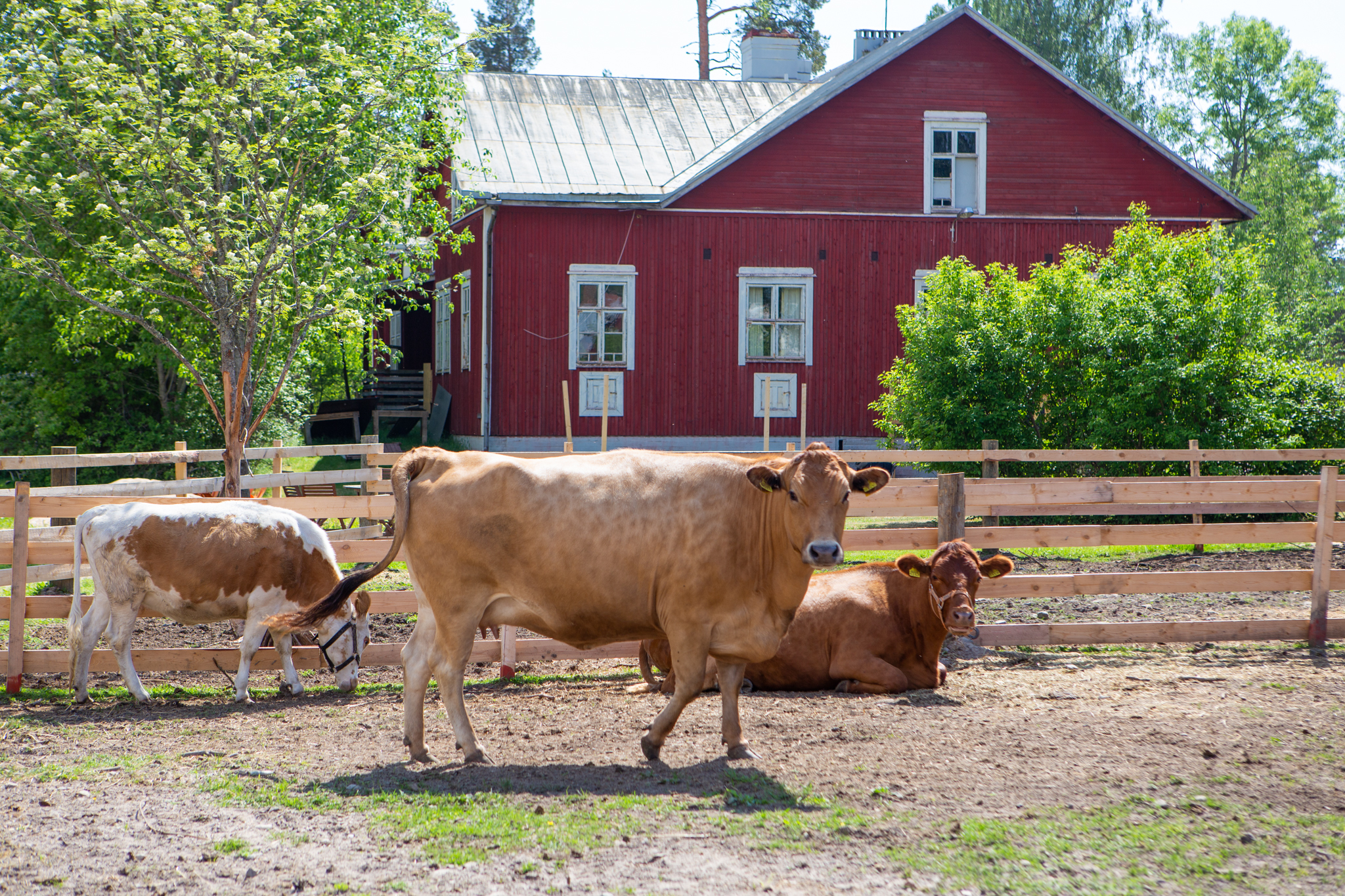 Kuva, jossa on kolme lehmää laitumella.