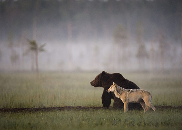 Wildlife Safaris Finland- koe ja kuvaa villin luonnon ihmeet