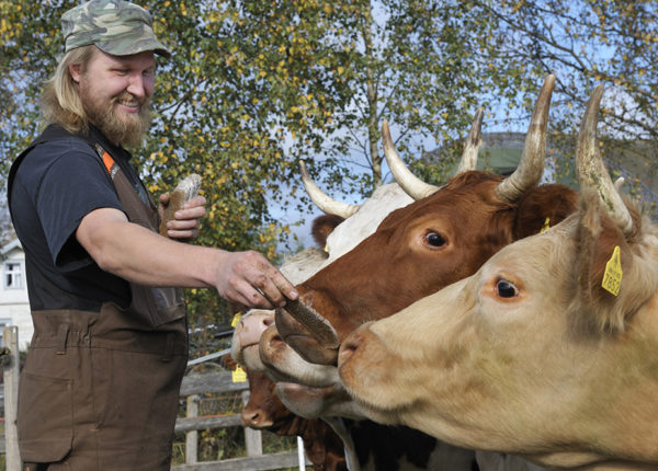 Smart foder hjälper vid utfodring av boskap