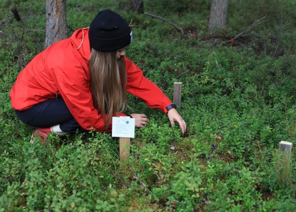 Mobiilipalvelu opastaa nuoria metsäyrittämiseen