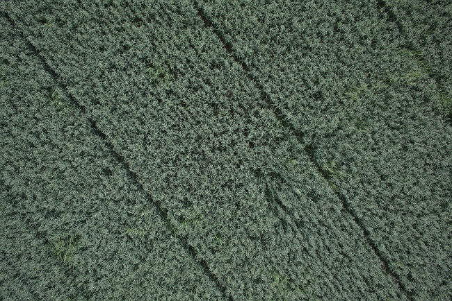 pelto dronella kuvattuna