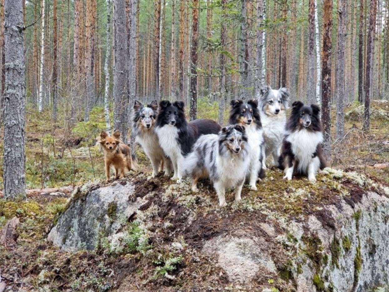 Monta koiraa seisoo ison kiven päällä metsässä.