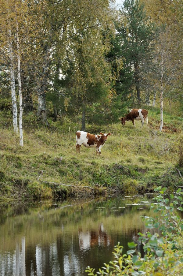 Lehmiä laiduntamassa metsässä joen varrella